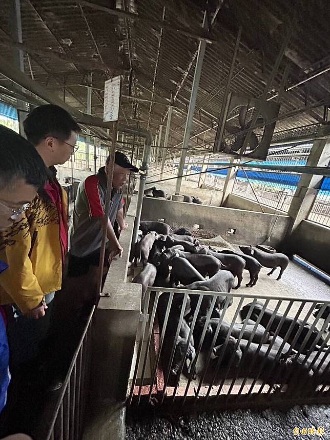 6月豪雨連連造成屏東農損，縣府爭取農業部天然災害救助全品項免勘，圖為黑豬仔豬。(記者陳彥廷攝)