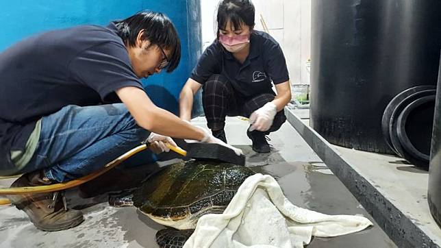 鯨豚協會人員協助刷洗綠蠵龜身上的青苔