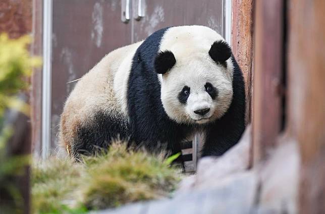 Giant panda Qiao Yue is seen at Locajoy animal theme park in Yongchuan district of southwest China's Chongqing Municipality, Jan. 3, 2024. (Xinhua/Wang Quanchao)