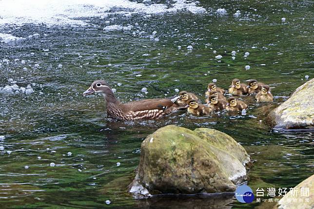 鴛鴦媽媽帶著一群寶寶出現杉林溪溪流中。（杉林溪自然教育中心提供）
