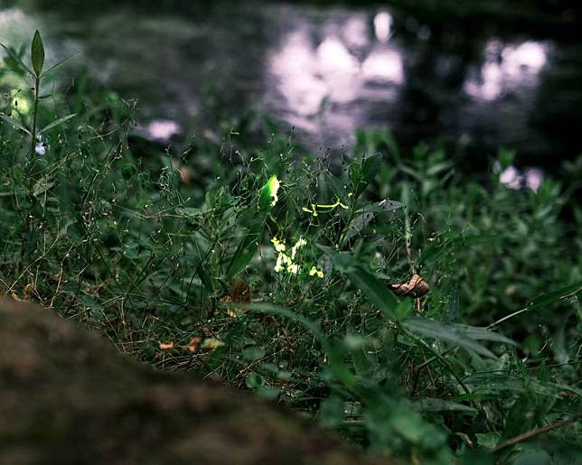 為增加校園生物多樣性，台灣大學嘗試在農場作物標本園復育螢火蟲，從改善溝渠水質、養水草開始，後續野放田螺作為幼蟲食物來源，近日傍晚已可在農場周遭見到點點螢光。（台大提供）中央社記者陳至中台北傳真 111年5月7日  
