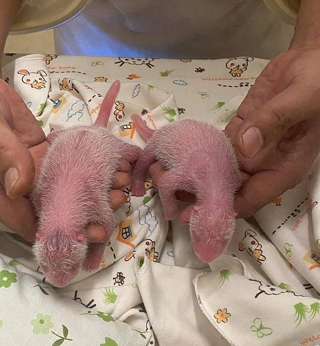 This photo released on Aug. 15, 2024 shows the panda twins. (Ocean Park Hong Kong/Handout via Xinhua)