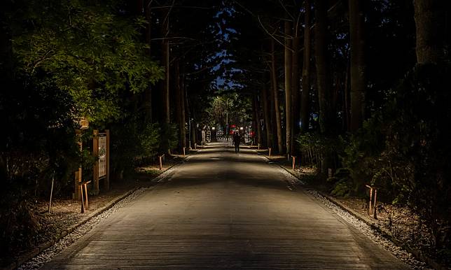 台北植物園植光步道啟用，漫步城中微光森林，在月光樹影下聆聽大自然的聲音