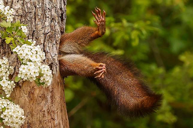 2024年搞笑野生動物攝影獎年度總冠軍——〈卡住的松鼠〉！ Photo: © Milko Marchetti / Nikon Comedy Wildlife Awards