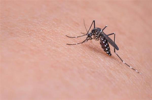 皮膚科醫師蔡逸姍在節目中闢謠，蚊子其實喜歡叮這4種人。（圖片來源／Pixabay）