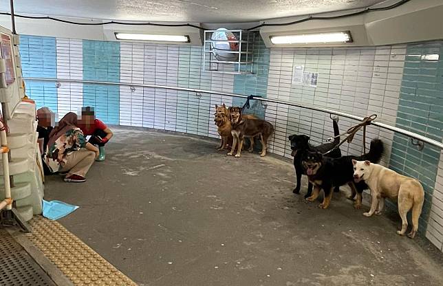 圖中可見6隻寵物犬被綁在行人隧道內的欄桿上。旁邊有3名疑似「姐姐」坐在地上聊天。樓主發文稱「替狗狗可憐，散步變罰企」。(聘請工人姐姐關注組fb)