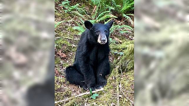 2歲多的小黑熊因「太親人」而遭到安樂死。圖／翻攝WCSO Oregon Twitter