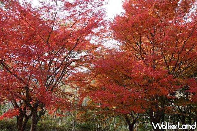 九州秋日旅遊推薦！小林市波斯菊祭與紅葉絕景，結合當地美食與水果採摘、探索隱藏在自然中的精彩假期。