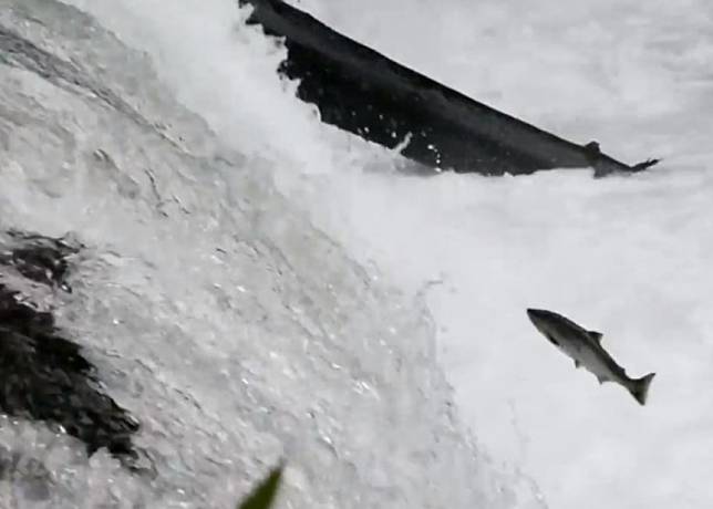 ▲日本北海道清里町的「櫻之瀑布」，櫻鮭們為了前往上流的產卵處奮力一跳。（圖／翻攝YouTube影片）