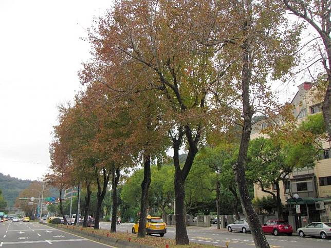 至善路二段楓香優雅變妝。（北市公園處提供）