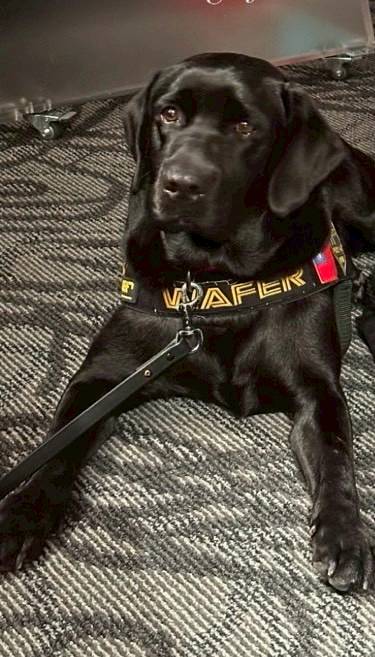 台灣首隻電偵犬「Wafer」。高雄市警察局刑大提供