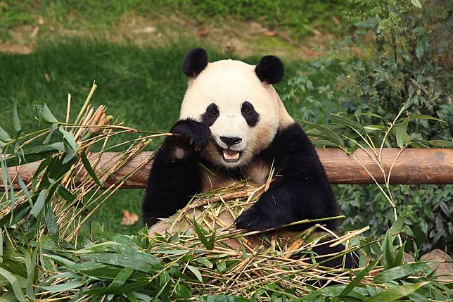 熊貓「福寶」在南韓被捧為公主。（AP資料照）