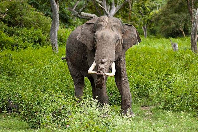 印度發生大象攻擊人類慘案。（示意圖非當事象，翻攝維基百科）