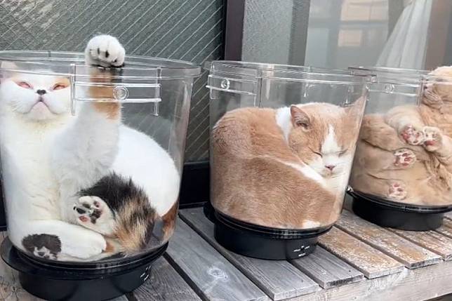 日本網友開發曬太陽新招，旋轉喵喵杯讓貓的每面都均勻曝曬。（圖／Twitter：jirosan77）