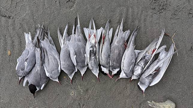 花蓮溪出海口灘地近日發現多具鳥屍，檢體送驗確定為H5N1禽流感。　（花蓮縣野鳥協會提供／中央社）