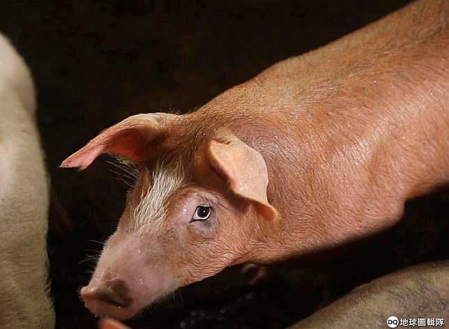 5月30日在越南，一隻看鏡頭的小豬恰好被拍了下來；在這個時間點，越南已經因為非洲豬瘟疫情撲殺了境內 250萬頭豬。 美聯社/達志影像