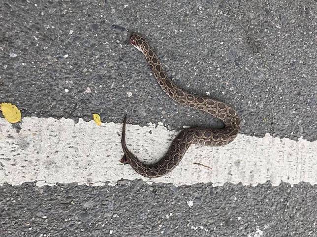 台東市27日被民眾在國立台灣史前文化博物館旁邊道路，發現被輾斃的鎖鍊蛇。(圖取自台東大小事)