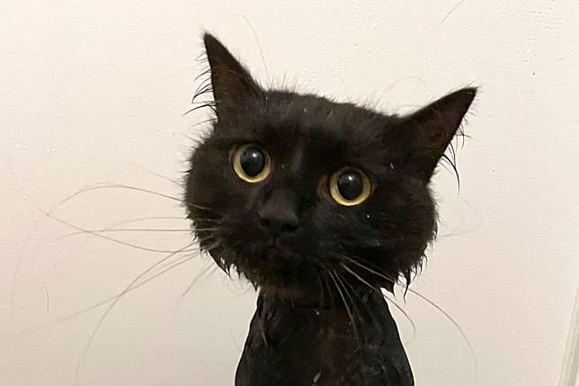 衣服呢？飄逸黑貓洗澡秒縮水　真面目一出網笑：好赤裸！