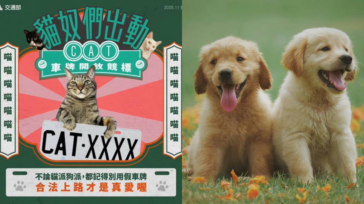 CAT車牌」開放競標！狗派喊「DOG為何禁用」原因曝| 民視新聞網| LINE TODAY