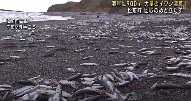 北海道大量沙丁魚屍沖上海岸！綿延近1公里　網擔心：地震前兆