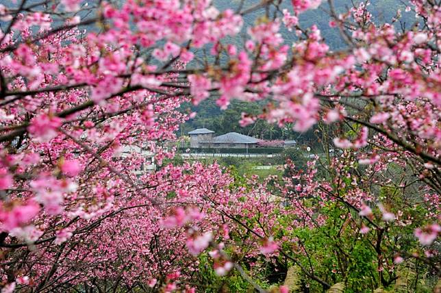 陽明山平菁街櫻花巷（圖片來源/LINE熱點用戶） 