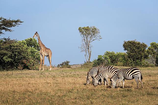 A giraffe and zebras forage in Kenya's Masai Mara National Reserve on Oct. 12, 2024. (Xinhua/Han Xu)