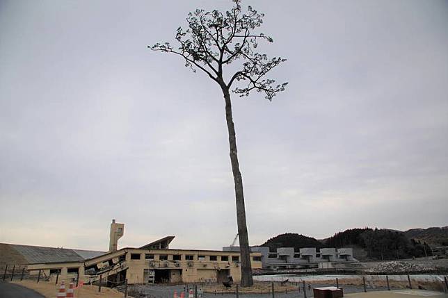 2011年311東日本大震災海嘯沖走岩手縣陸前高田市高田松原的7萬多棵松樹，僅一顆倖免於難，被稱為「奇蹟一本松」。這棵松樹翌年5月確認已枯死，樹幹經過防腐處理等，製成類似標本的松樹。圖攝於3月16日。 中央社記者楊明珠岩手攝 110年5月4日