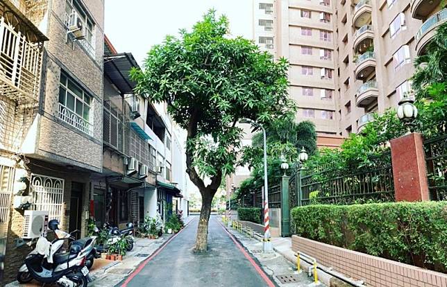 高雄新興區一處巷道，有棵芒果樹成為最狂路霸。(圖取自「高雄點 Kaohsiung.」)