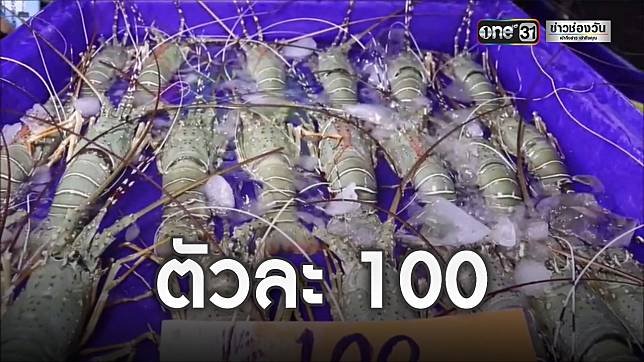 แม่ค้าพัทยาขายกุ้งมังกร ไม่ผ่านพ่อค้าคนกลาง ตัวละ 100