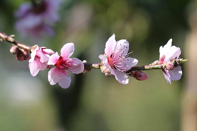 梅花、李花、桃花怎麼分？專家傳授四招辨識秘訣 薔薇科三姐妹渡台入山的故事