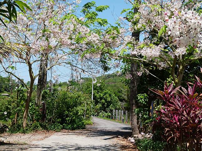 目前龜丹溫泉區已可見業者種植花旗木（泰國櫻花），營造櫻花溫泉區美意。 （記者張淑娟攝）