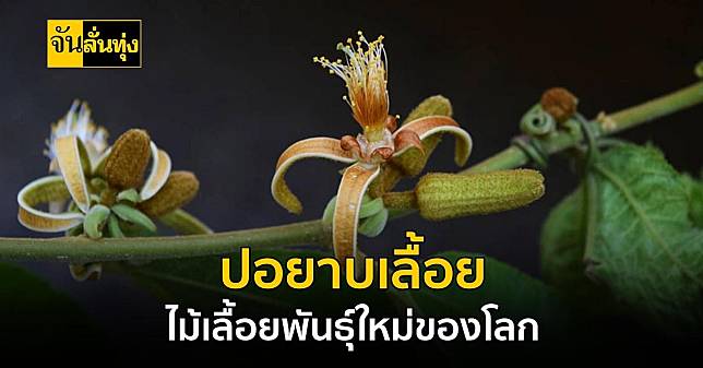 เจอแค่ที่ไทย ปอยาบเลื้อย ไม้เลื้อยพันธุ์ใหม่ของโลก มีที่ไทยเท่านั้น