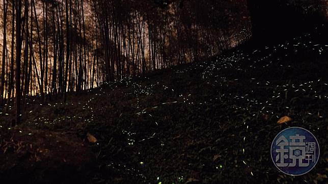 張伯志在自家孟宗竹林拍攝的黑翅螢照片。（張伯志提供）