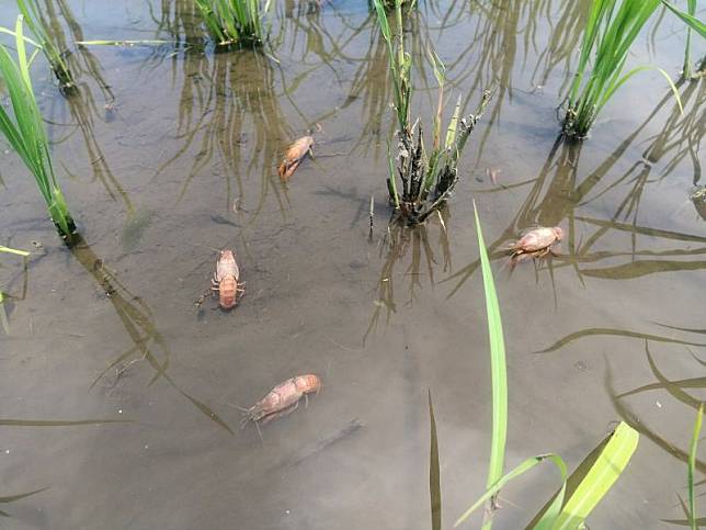 ▲一位日本農夫目睹自家水田中的螯蝦，竟直接被燙熟。（圖／翻攝推特@shiroemoon）