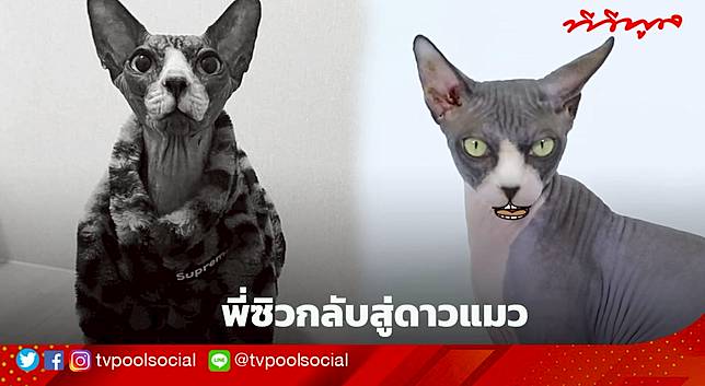 ฟอสซิล VRZO ได้กลับดาวแมวอล้ว ขอบคุณความสุขเสียงหัวเราะ ที่มอบให้มามากกว่า 10 ปี