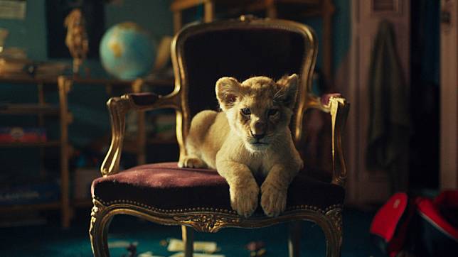 《小獅子王》破天荒找幼齡真獅當主角，不怕鏡頭模樣超萌Q。(中影提供)