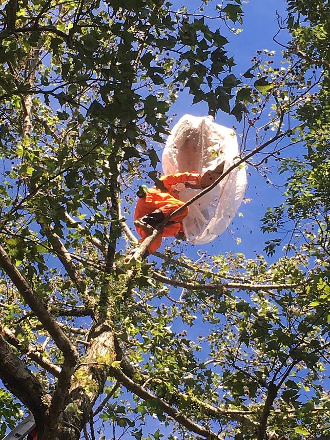 動保人員穿著防蜂全副裝備摘除蜂巢，減少作業傷害。   圖：新北市動保處提供