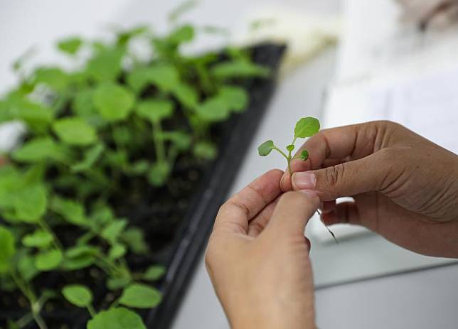 A researcher conducts traits test of oilseed rape seedlings at Yuelushan Laboratory in Changsha, central China's Hunan Province, Nov. 23, 2024. (Xinhua/Wang Jingqiang)