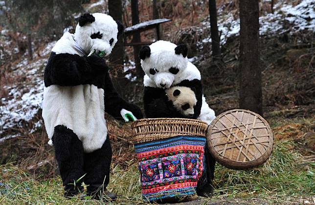 This file photo taken on Nov. 20, 2010 shows staff members dressed up in giant panda costumes holding a giant panda cub into a bamboo basket at the second-phase giant panda wild training fields of Hetaoping panda base in Wolong, southwest China's Sichuan Province. (CCRCGP/Handout via Xinhua)