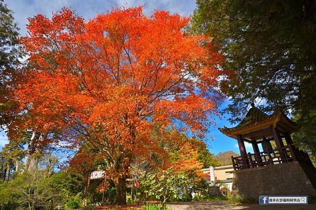 阿里山最美的青楓老樹在慈雲寺。(黃源明提供)