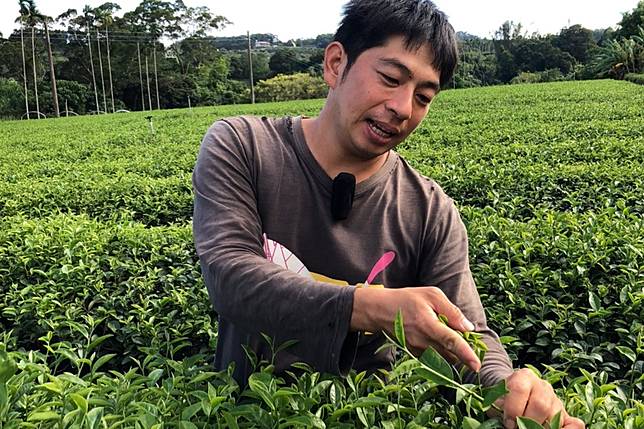 張桓瑞在茶園中找小綠葉蟬，這是紅烏龍茶自然花香風味不或缺少的小伙伴。（攝影／方儉）