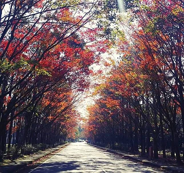 秘境中的秘境 中科院楓紅一生必看