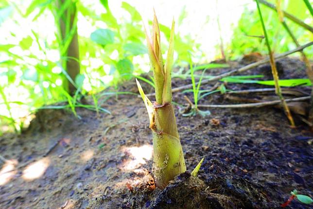 抗鹽烏腳綠竹筍未來有望推廣給嘉南沿海地區農民栽。（記者湯朝村攝）