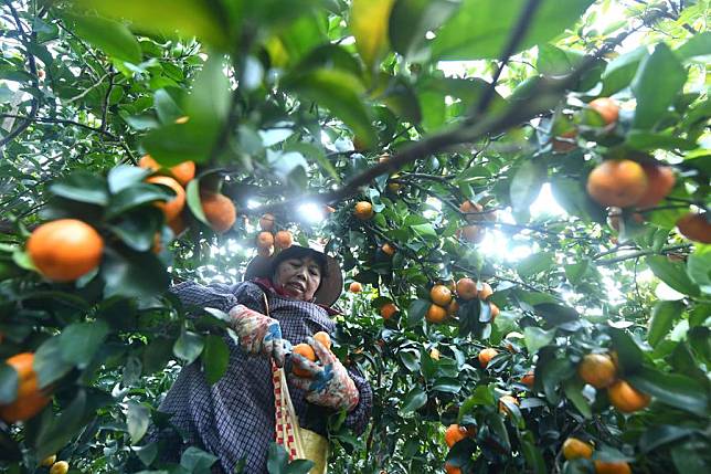 A woman harvests sugar tangerines at Si'an Village in Liujiang District of Liuzhou City, south China's Guangxi Zhuang Autonomous Region, Dec. 18, 2024. (Xinhua/Huang Xiaobang)