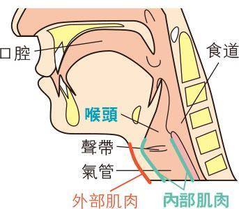 發聲技巧——透過喉頭內部的深層肌肉發聲，發出的聲音較開闊明亮。（明報製圖）