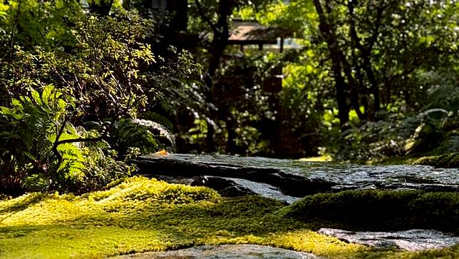日本京都市的「高台寺岡林院」有超過400年歷史，以優美苔庭著稱。翻攝高台寺官方X帳號