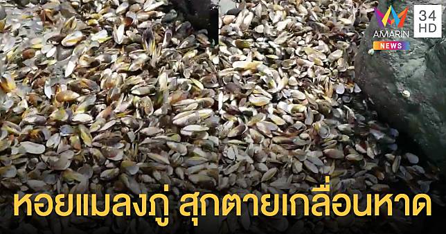 โลกร้อนทำพิษ 'หอยแมลงภู่' หลายแสนตัว สุกตายเกลื่อนหาดนิวซีแลนด์