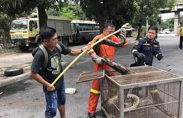 有一種泰國消防員叫“曼谷捕蛇人”