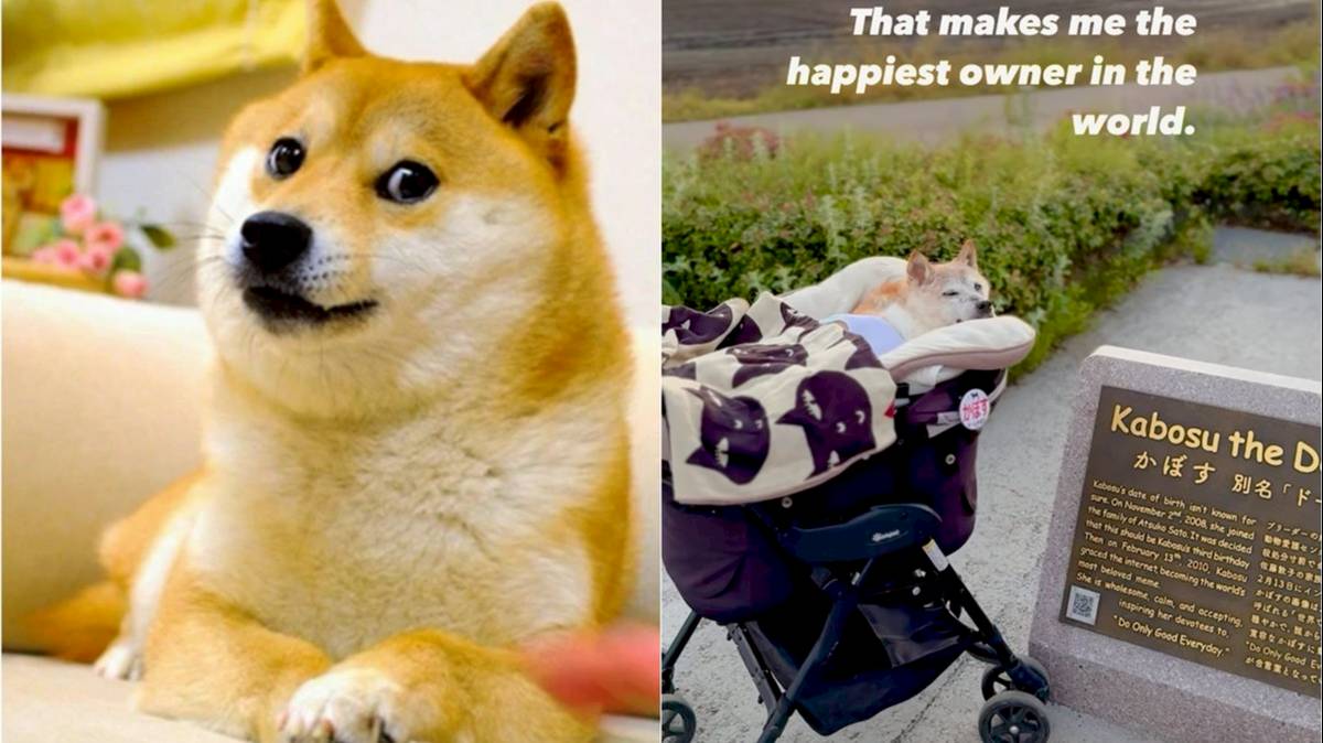 爆紅柴犬Meme圖Kabosu離世最後散步影片曝光勁催淚| 娛樂on LINE | LINE TODAY