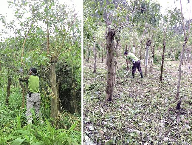 保育員一早抵達桉樹林，進行採收及維護作業，割草、修整枝條、施肥等都是每日的例行工作。（台北市立動物園提供）